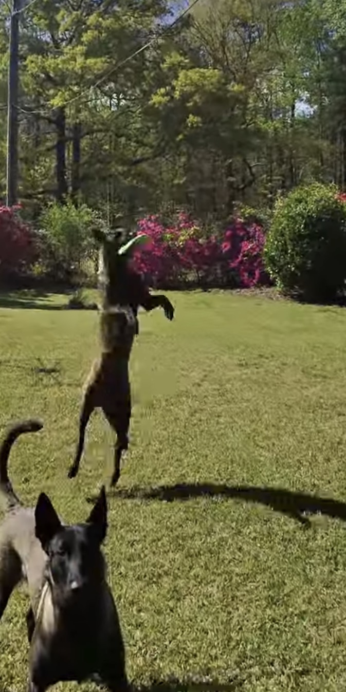 Loki and Luna playing outdoors, with Loki jumping to catch a green frisbee