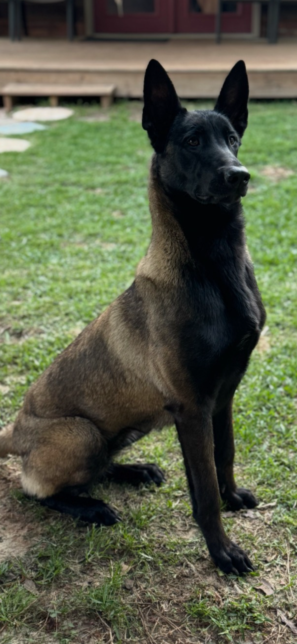 Loki, our Belgian Malinois dam, sitting outdoors