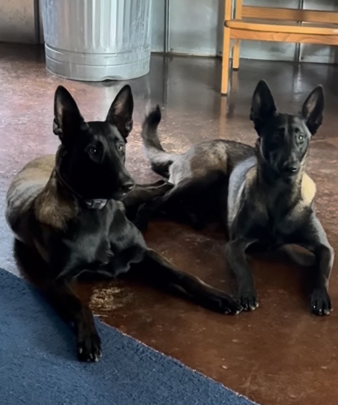 Loki and her sister resting together