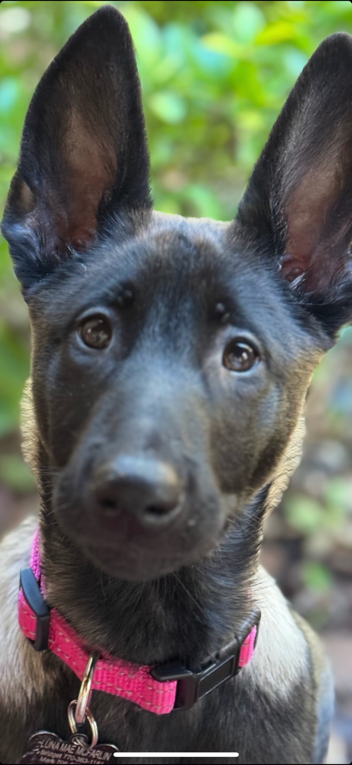 Belgian Malinois puppy